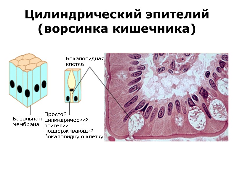 Цилиндрический эпителий (ворсинка кишечника)